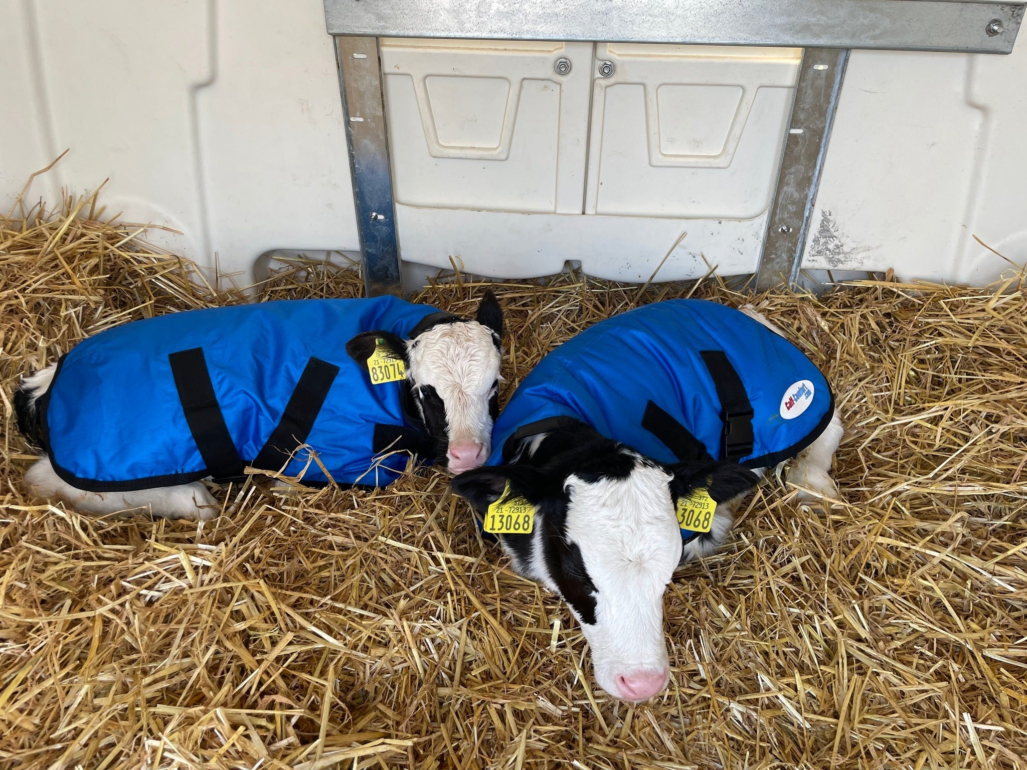 Calf-Comfort Calf Jacket (Medium)