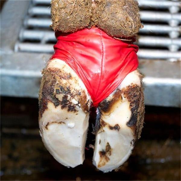 Bovivet Hoof Bandage