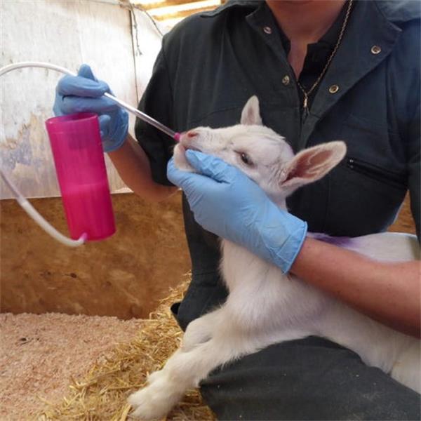 Trusti Tuber Lamb Feeder