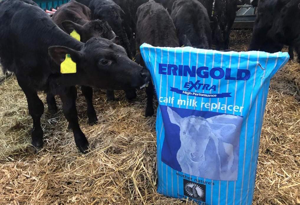 ERINGOLD EXTRA