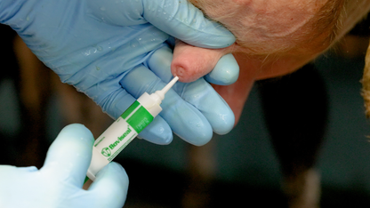 BOVISEAL 30 COW PK 120&