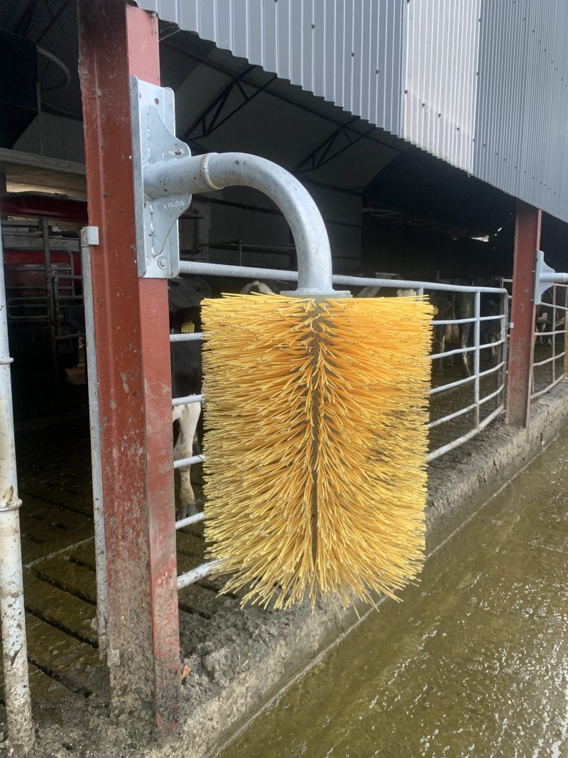 CONDON COW BRUSH