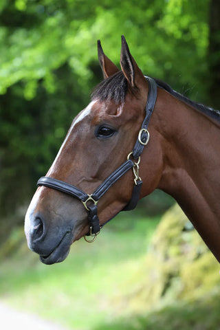 Headcollar: Softie Padded Leather