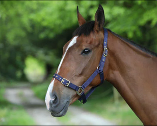 HORSE NYLON HEADCOLLAR