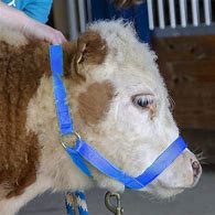 Cattle Halter