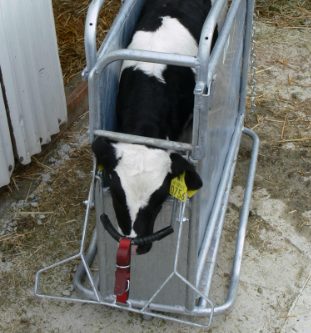 Calf Dehorning Crate