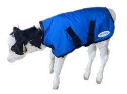 Calf-Comfort Calf Jacket (Medium)