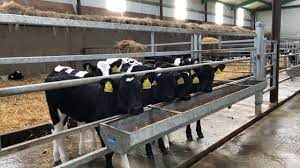 Clip-on Calf Feed Trough